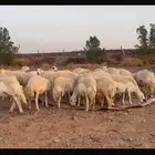 مراح رخال صنف. تم البيع