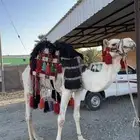 جمل حر صافي معه شهادة فيه 7 من زموال لأصليه