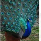 تبني جميع الطيور