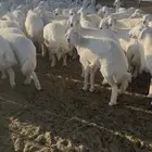 رخال غنم مراع واحد سليمه ونظيفه