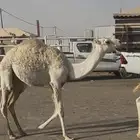 البيع القحه معه قعود مكسب عل والده