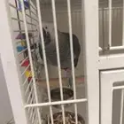 ببغاء كاسكو متكلم