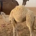 بكره لبيع