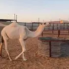 قعود مفرود رماني على جميع الشروط جده رمان ابو يد