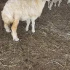 رخل حريه 3 اشهر وزود