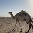 ناقه عشرا طيبه
