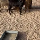 تيوس للبيع العدد 4 طيبات الموقع السرو يوجد فديو