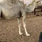 القحات وضح طيبات