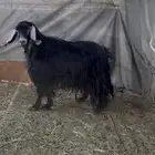 تيس فحل مشروط حار