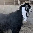 تيس عارضي