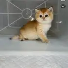 كيتن سكوتش ستريت قطط صغيره قطوه قطه قطو برتش cat سكوتش فولد
