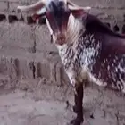 تيس فحل اوشح ادهم فاخر