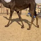 قعود كفووو للبيع رقم الجوآل