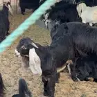 تيس عارضي فل شحم