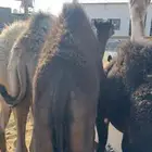 حشوان بر و على الحليب بالثمن من 500 ريال والذبح عند الاكتمال