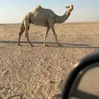ناقة وضحا