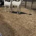 معزاء بيشيات نوادر