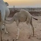 قعود ذبح