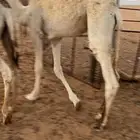قعدان