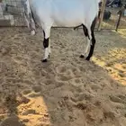 تيس هولندي كفو