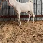 للبيع تيسين مطور