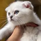 للبيع قطط