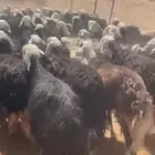 نجد دفيع شرط وليد