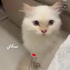 قط ذكر للتبني