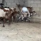 ثلوث المنظر