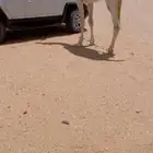 قعود طيب