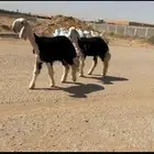 رخال نجد كفو ( تم البيع )