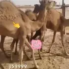 حوار حليب وحري