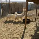 رخال جذعات طيبات