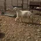 للبيع خروف حري فاخر