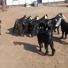 تيوس مخاصي وجفار ذبائح ثلاجات