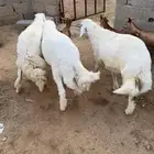 اعياد للبيع العدد 3