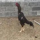 ديك الماني
