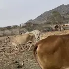بقر بلدي