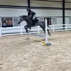 خيل انجليزي ثوربريد