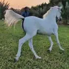 خيول عربية للبيع عدد 3