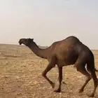 للبيع ضروبه جذعه عبدانيه سلم وعلى جميع الشروط