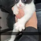 قطط للتبني