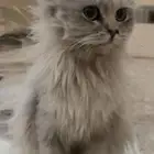 لقيته في الحوش ضايع الي يبغى يتبنى ياخذه