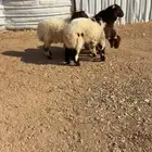 للبيع اربع نعيم هرفي فااخر