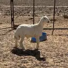 مشروع فحل حري كفو