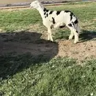 خروف نجدي فاخر