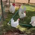 دجاج الجبانيز الياباني نوادر