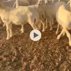 بهم مراح واحد شعره واطراف