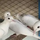 حمام قمري