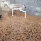 ذكر ريم عربي